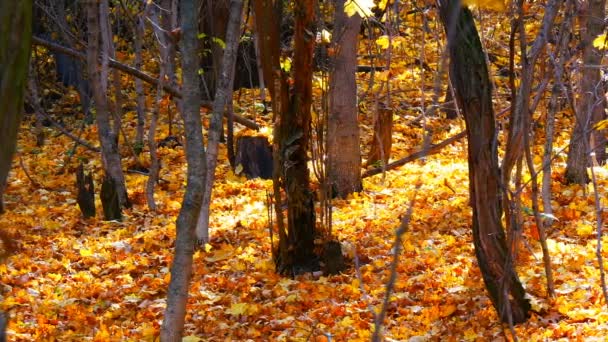 Mooie mysterieuze bos geel blad liggend en vallen op de grond — Stockvideo