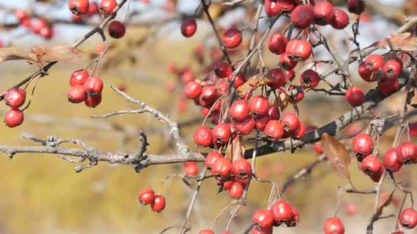 Red ripe hawthorn berries in a late autumn — Stock Video