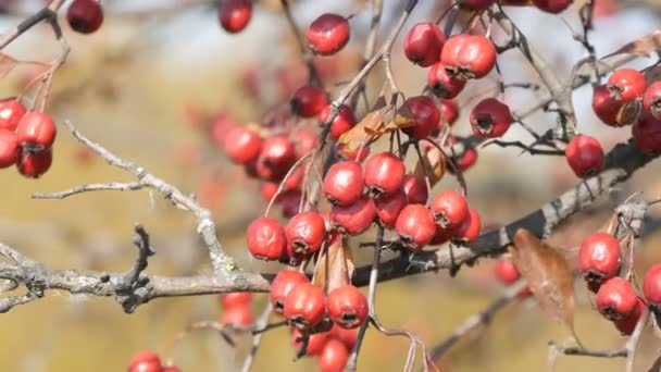 Bacche di biancospino mature rosse in un tardo autunno — Video Stock