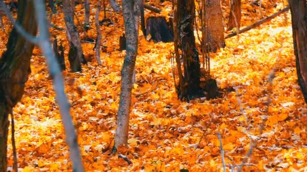 Vacker mystisk skog gult lövverk liggande och faller på marken — Stockvideo