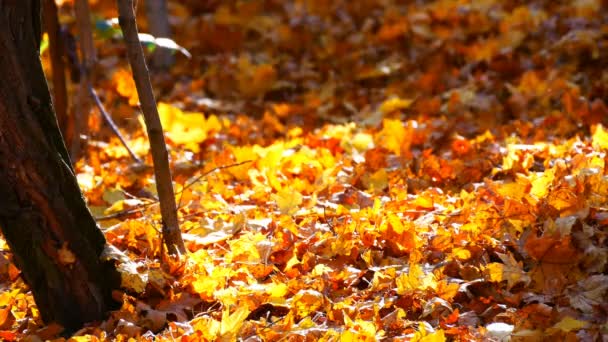 Gele herfst gebladerte in mooi bos — Stockvideo