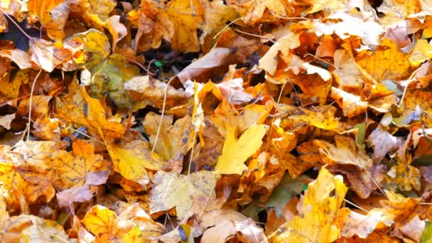 Жовте осіннє листя в красивому лісі — стокове відео