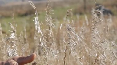 Erkek güçlü el parmaklarını kurutulmuş büyüyen çayır çimen üzerinde çalışır.