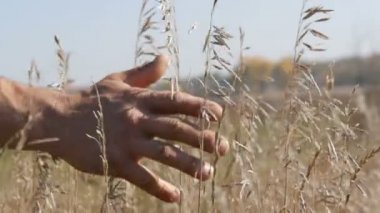 Erkek güçlü el parmaklarını kurutulmuş büyüyen çayır çimen üzerinde çalışır.