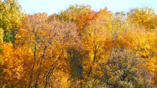 Festői táj színes őszi lombozat a fák az erdő a természetben