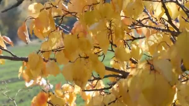 Bela árvore com generosamente coberto com uma folhagem de outono amarelo perto — Vídeo de Stock
