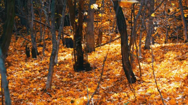 Mooie mysterieuze bos geel blad liggend en vallen op de grond — Stockvideo