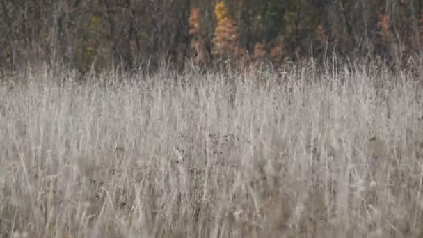 Сухая серая степная трава глубокой осенью — стоковое видео