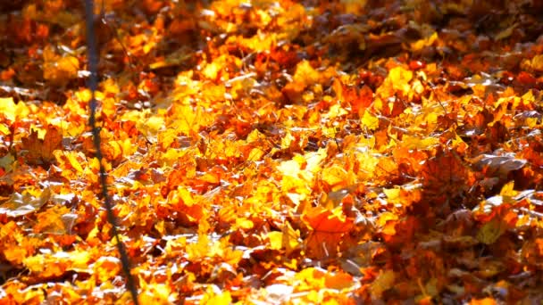 Hermoso bosque misterioso con follaje amarillo acostado en el suelo — Vídeo de stock