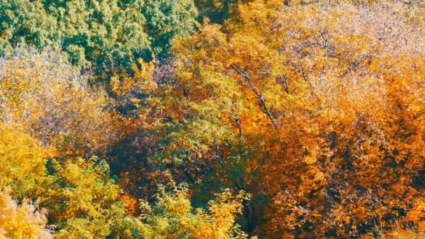 Paisagem pitoresca folhagem de outono colorido em árvores na floresta na natureza — Vídeo de Stock