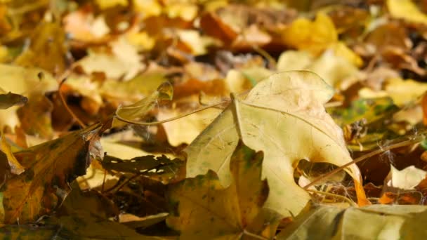 Mooie mysterieuze bos geel blad liggend en vallen op de grond — Stockvideo