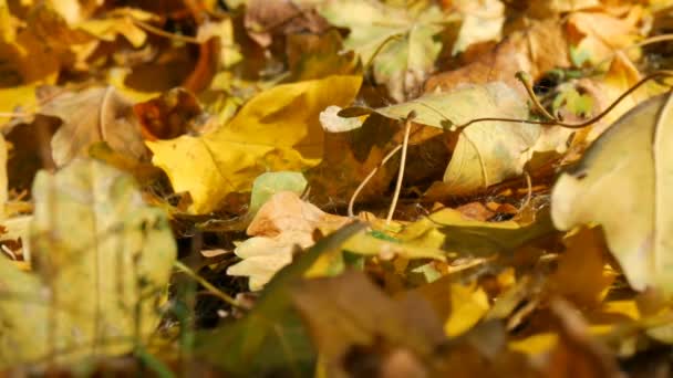 Hojas de otoño amarillas caídas vista de cerca — Vídeos de Stock