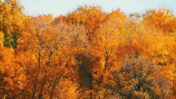 Picturesque landscape colorful autumn foliage on trees in forest in nature — Stock Video