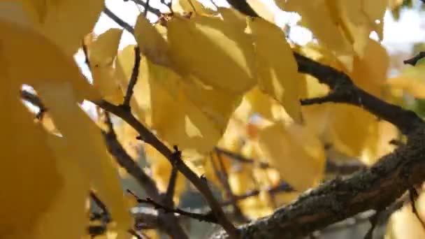 Beautiful tree with generously covered with a yellow autumn foliage close up — Stock Video
