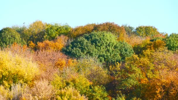 Picturesque landscape colorful autumn foliage on trees in forest in nature — Stock Video