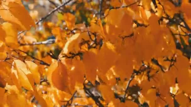 Rama con una hoja amarilla caída en el bosque de otoño — Vídeos de Stock