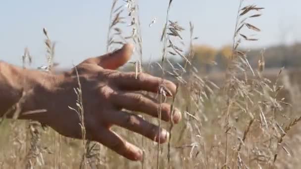 男性の強い手をひく乾燥牧草地雑草彼の指 — ストック動画