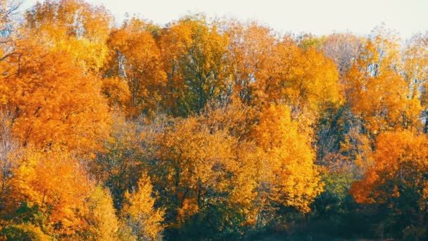Schilderachtig landschap kleurrijke herfst bladeren aan de bomen in het bos in de natuur — Stockvideo