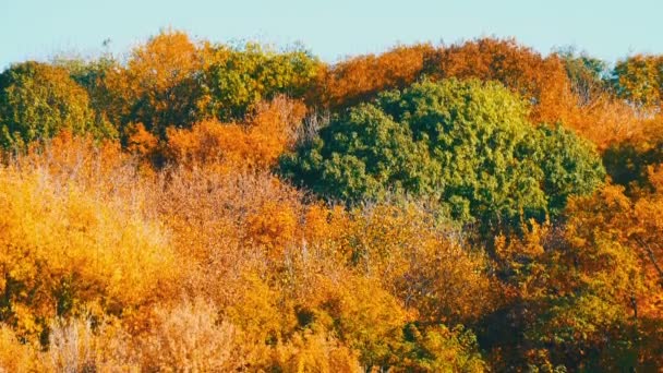 Мальовничий пейзаж барвисте осіннє листя на деревах у лісі в природі — стокове відео