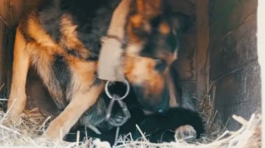 Kör yeni doğan yavru bir adamın elinde. Köpek yavrusu ishal anne