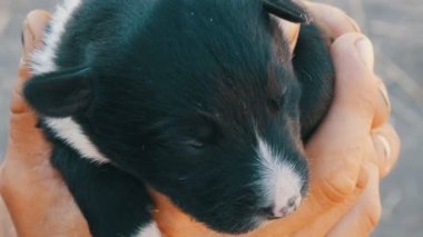 Kör yeni doğan yavru bir adamın elinde. Köpek yavrusu ishal anne