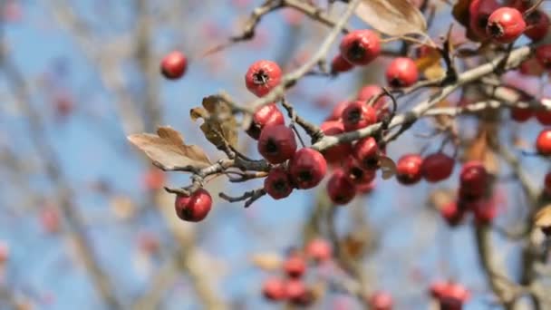 Bayas rojas maduras de espino a finales de otoño — Vídeos de Stock
