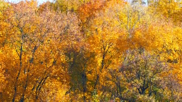Мальовничий пейзаж барвисте осіннє листя на деревах у лісі в природі — стокове відео