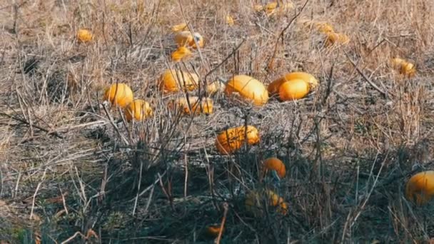 Las calabazas maduras en el campo en otoño — Vídeo de stock