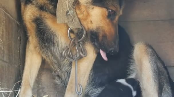 Kleine blind pasgeboren pup in handen van een man. In de buurt van loopt moeder van de puppy — Stockvideo