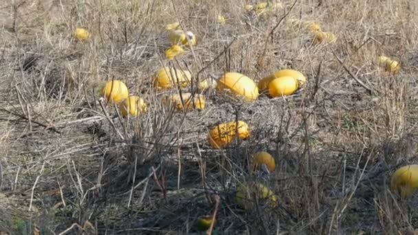 Las calabazas maduras en el campo en otoño — Vídeo de stock