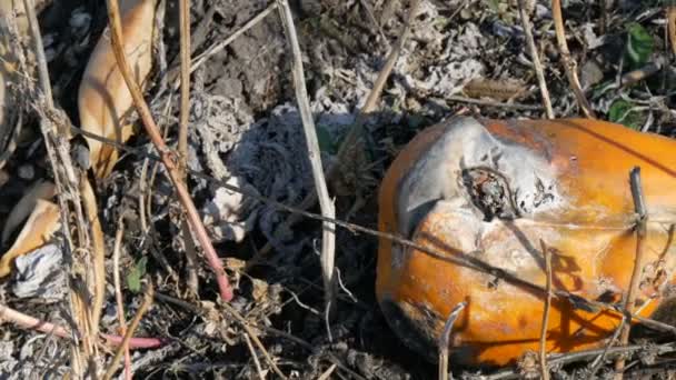 Rotten pumpkin growing on a field — Stock Video