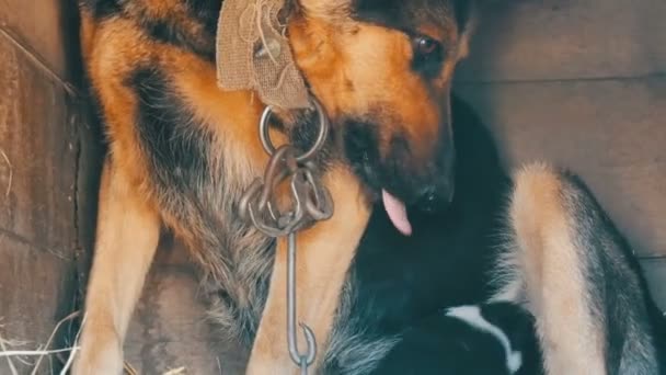 Kör yeni doğan yavru bir adamın elinde. Köpek yavrusu ishal anne — Stok video