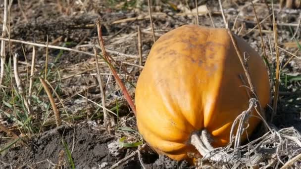 Спелая тыква на поле осенью — стоковое видео