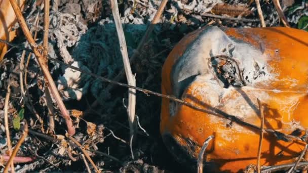 Σάπια κολοκύθα που φυτρώνει σε ένα χωράφι — Αρχείο Βίντεο