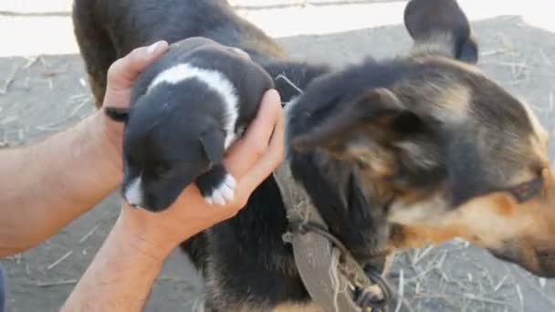 Маленький слепой новорожденный щенок в руках мужчины. Рядом бежит мама щенка — стоковое видео