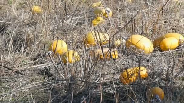 Zucche mature su un campo in autunno — Video Stock