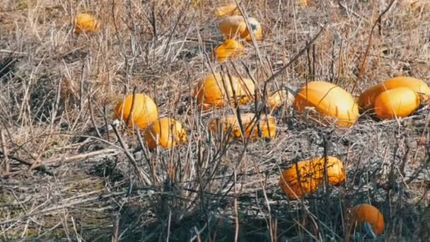 Las calabazas maduras en el campo en otoño — Vídeos de Stock