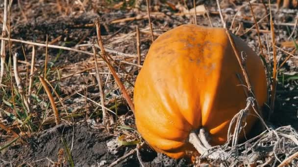 Calabaza madura en un campo en otoño — Vídeo de stock