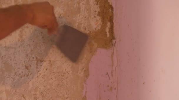Υπέργηρος ροζ ταπετσαρία σε έναν τοίχο, επισκευή στο σπίτι. Ο άνθρωπος peeling παλαιά ταπετσαρία με σπάτουλα. — Αρχείο Βίντεο