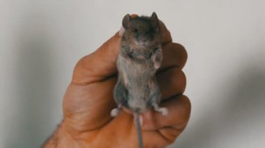 Deri yakalanan küçük ev fare tutan erkek el. Gri kemirgen yakalandı