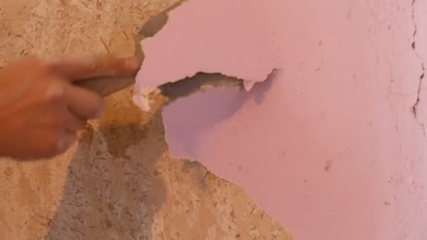 The male builders hand rips off or peel old pink wallpaper from the wall with a special spatula — Stock Video