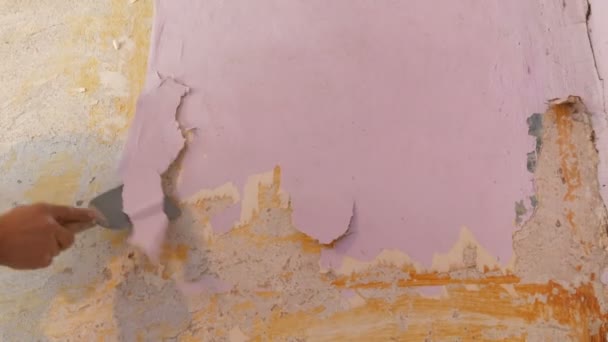 Décrépit papier peint rose sur un mur, réparation de la maison. Homme peeling vieux papier peint avec spatule spéciale . — Video