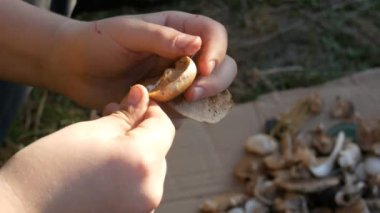 Eller genç bir mantar kuru bir ipte sinirli. Mantar sonbaharda hasat