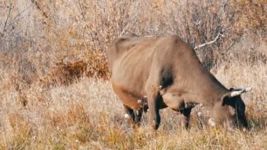Derin sonbaharda çayır içinde alışılmadık gri sığır otluyor.