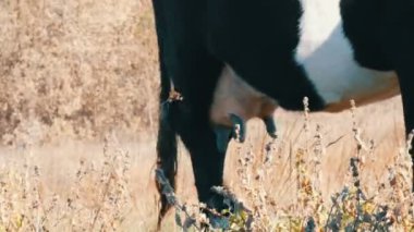 Siyah ve beyaz bir sığır derin sonbaharda çayır içinde otluyor. Süt beslenen sığır memeleri