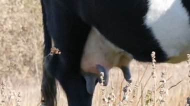 Siyah ve beyaz bir sığır derin sonbaharda çayır içinde otluyor. Süt beslenen sığır memeleri