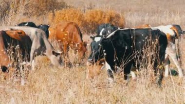 Derin sonbaharda çayır otlama inekler bir sürü.
