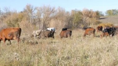 Derin sonbaharda çayır otlama inekler bir sürü.