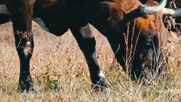 Een koe grazt in weide in de diepe herfst. — Stockvideo