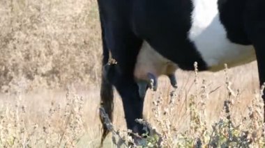 Siyah ve beyaz bir sığır derin sonbaharda çayır içinde otluyor. Süt beslenen sığır memeleri